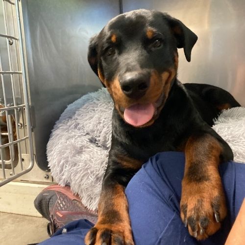 A black and tan dog sitting comfortably on a bed