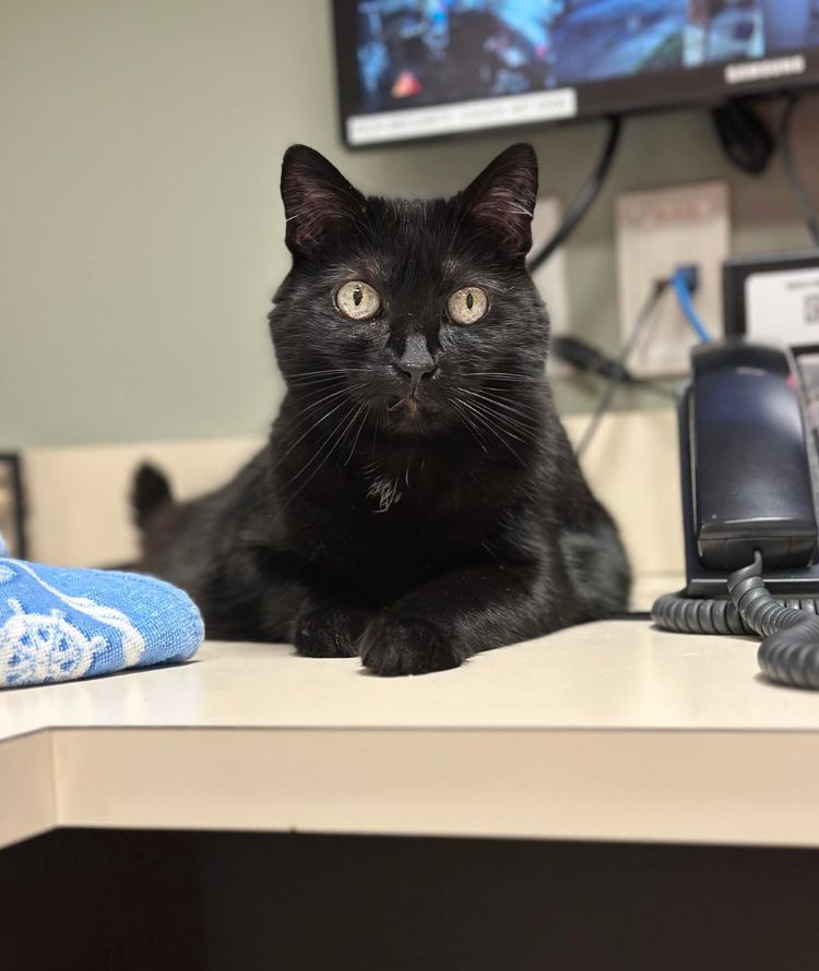 A black cat sitting on a desk