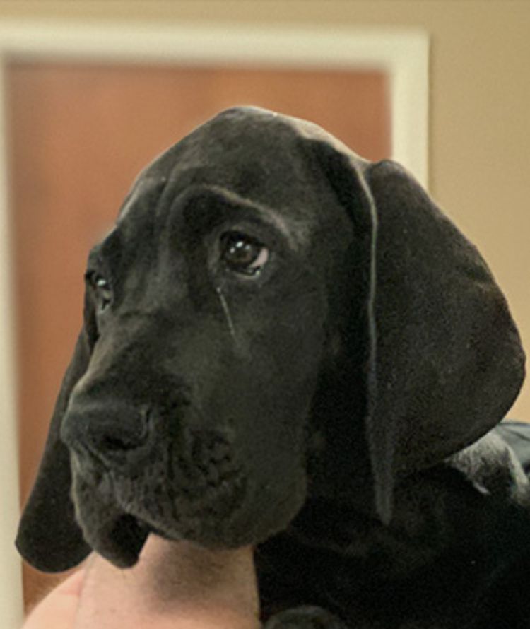 A black dog