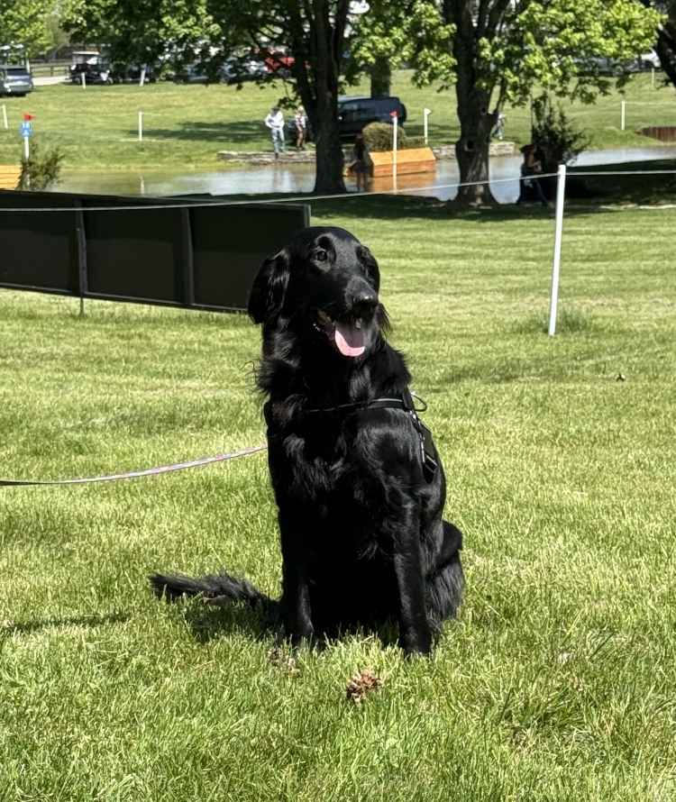 A black dog sitting in green grass
