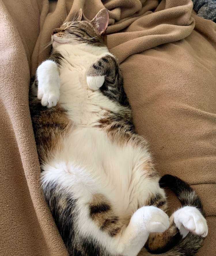 A cat lying on its back