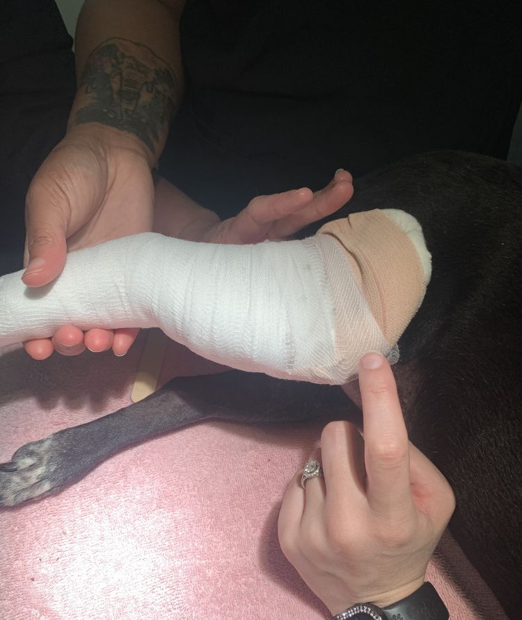 A person gently holds a dog's leg
