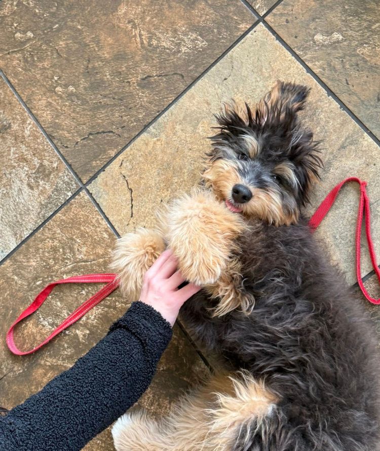 A person petting a dog