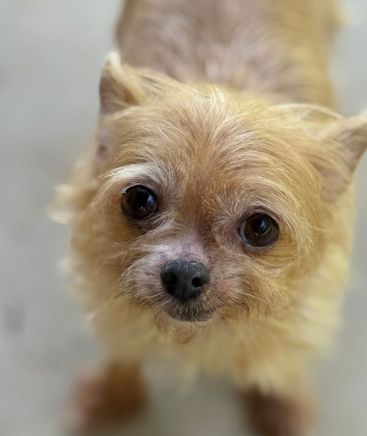 A small brown dog with prominent eyes stares upward