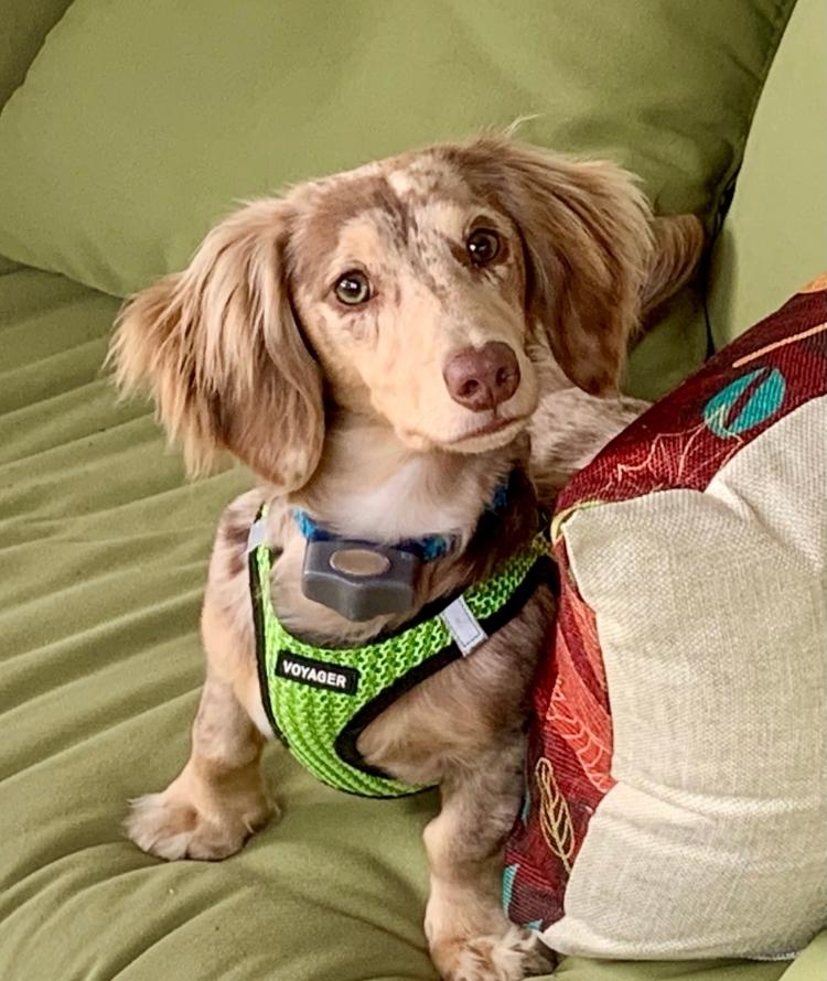 A small dog in a green harness sits comfortably on a couch