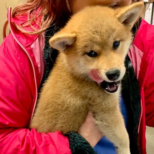 A vet cradles a small dog in her arms