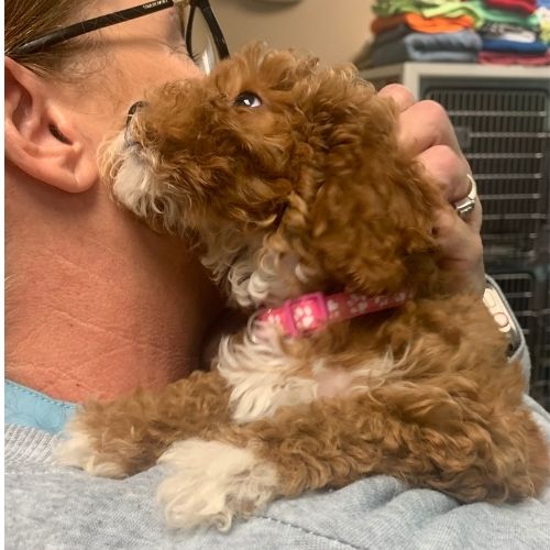 A vet cradles a small puppy in her arms