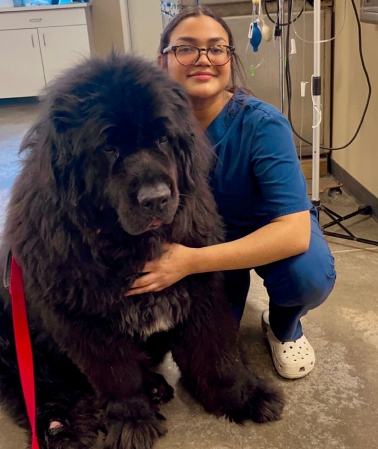 A vet gently holds a large dog