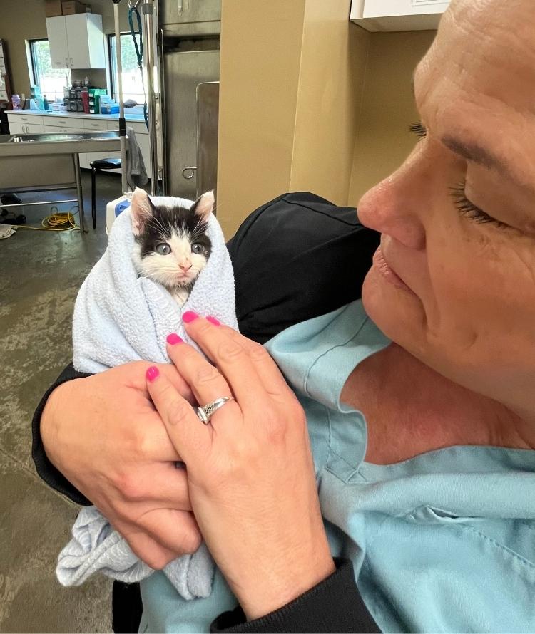 A vet gently holds a small kitten wrapped in a soft towel