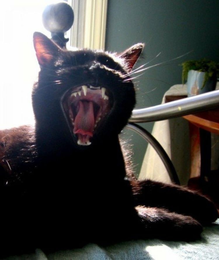 Donnieteeth