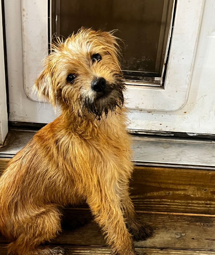 Golden furry puppy