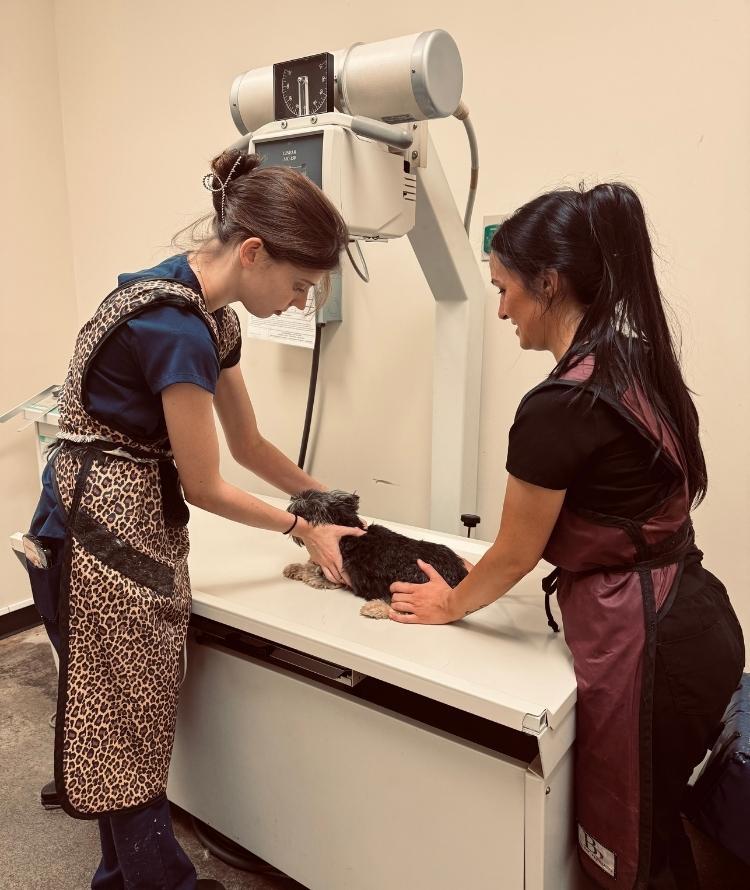 Two vets are attentively observing a cat in a clinic settings