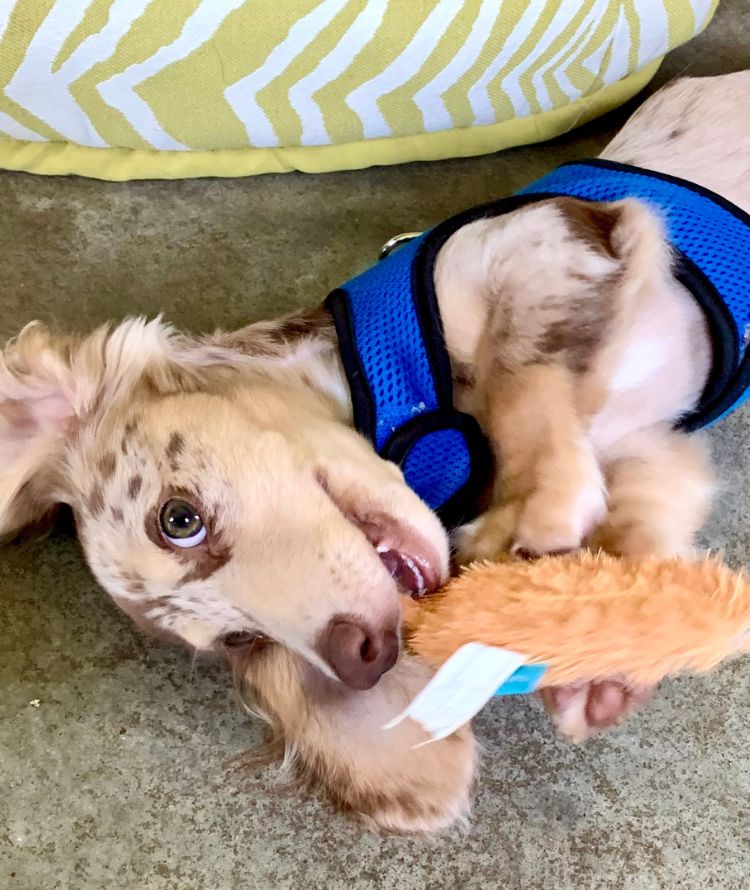 A playful dog holding a colorful toy in its mouth