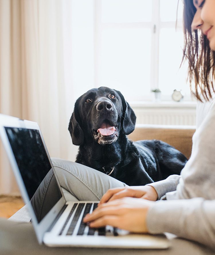 A happy black lab sits on a couch beside its owner who is on a computer